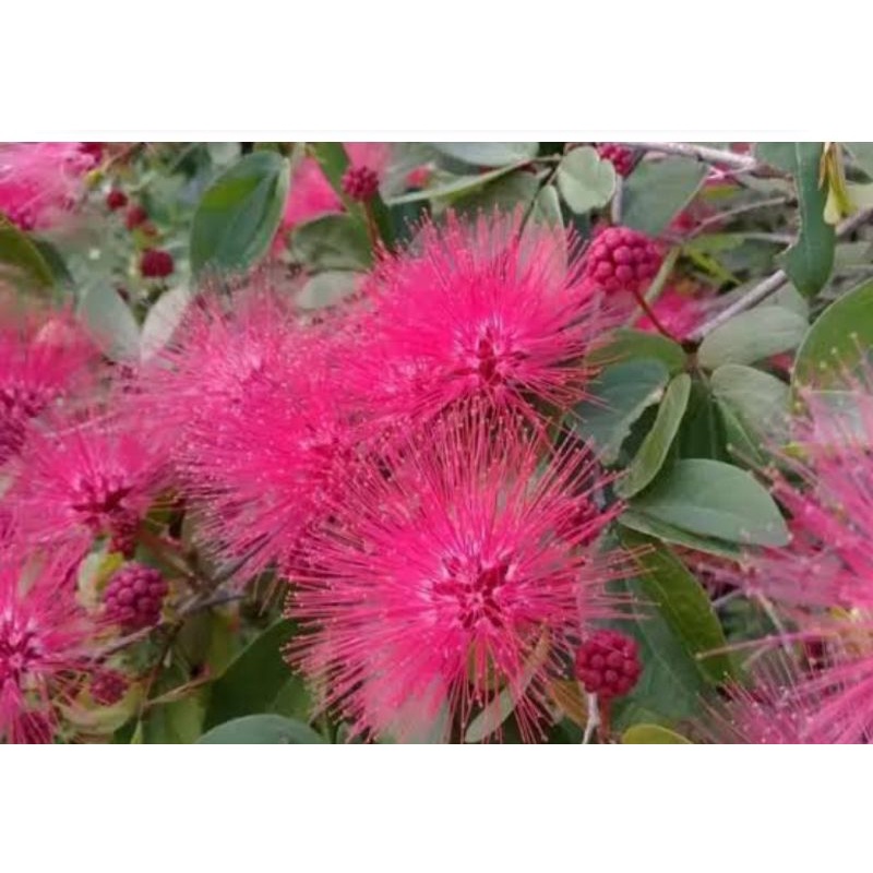 bibit tanaman bunga kaliandra/luasiana merah besar