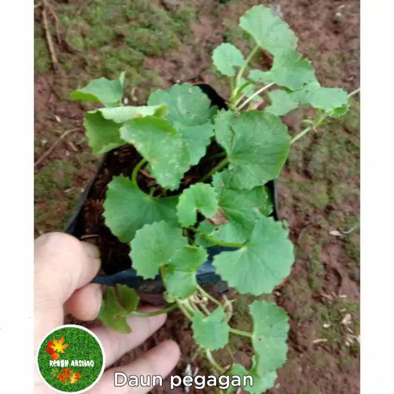 Tanaman Herbal Pegagan - Daun Pegagan - Centella siatica