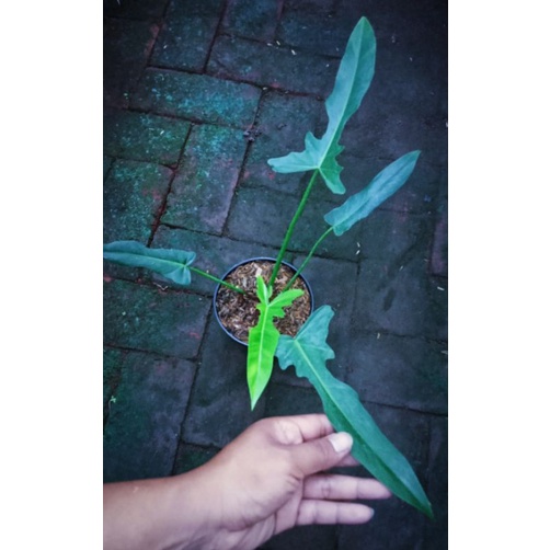 Philodendron Longilobatum / Philo Capung