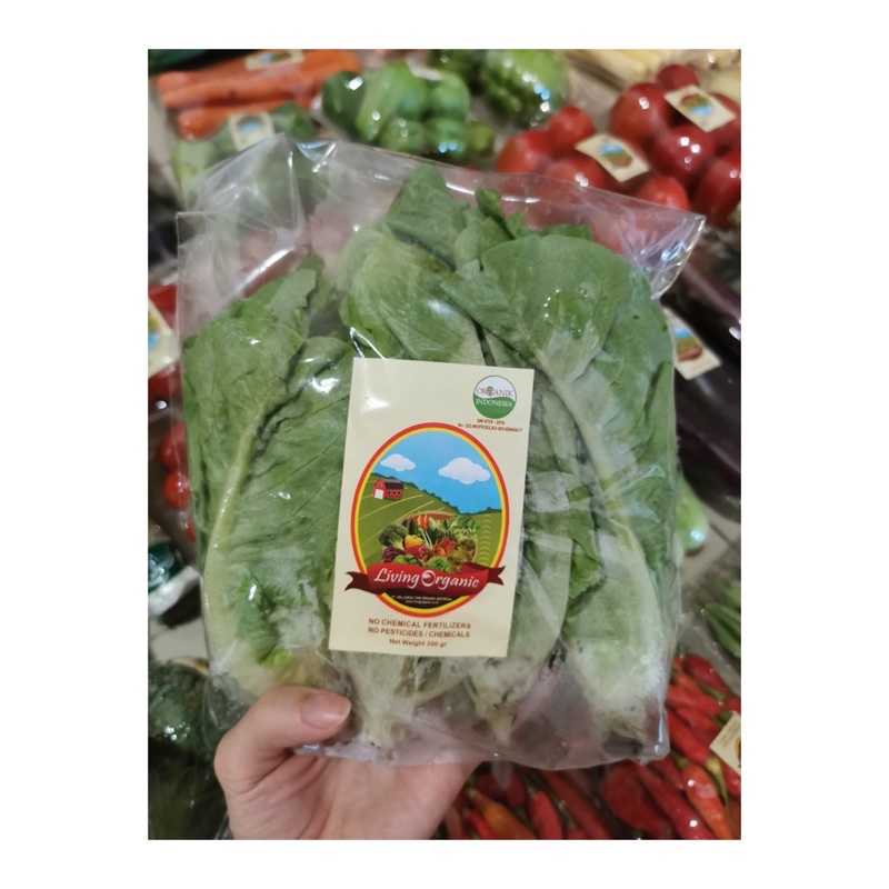 

Selada Romaine || Romaine lettuce || 200 gr || Sayuran Organik