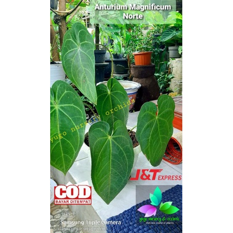 Anturium Magnificum Norte Jumbo Kuping Gajah Magnificum