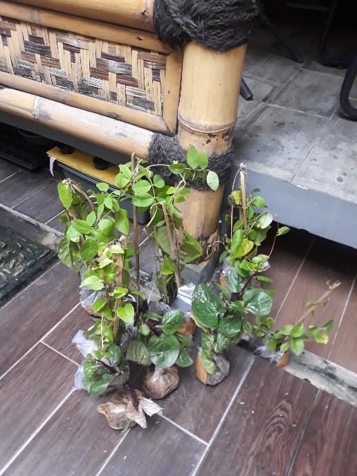 Bibit Tanaman Binahong Ungu Pohon Binahong Ungu Daun Binahong Ungu Basella Alba Herbal