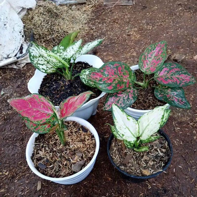 Paketan 4 Aglonema ( Super White - Red Anjamani - Dud white - Dud Anjamani)