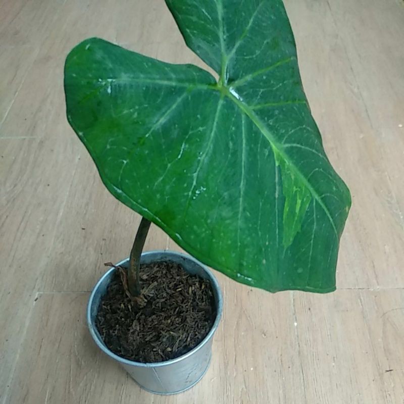 colocasia hijau ada variegatanya sedikit