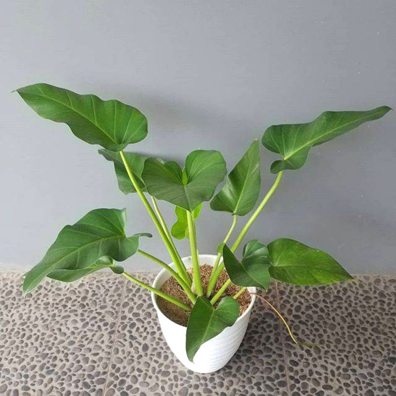 Tanaman Hias Philo Marbel / Philo Marble