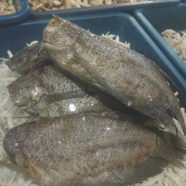 

Ikan Asin sepat Thailand 250gr