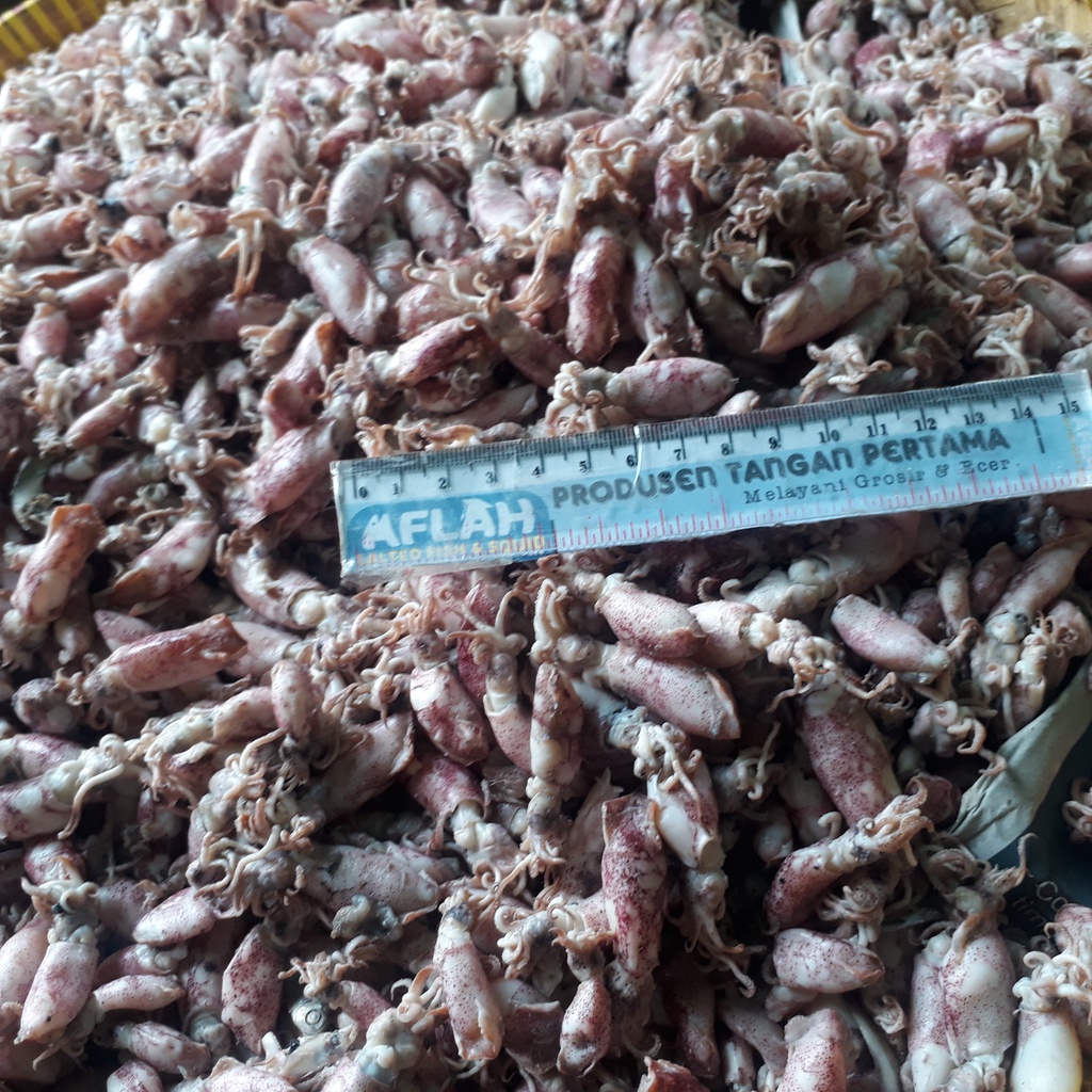 

PROMO! GROSIR CUMI BABY 10Kg size 1 2 CM & 1-3CM & 1-4CM/ Cumi Asin Rebus Baby Mentah Utk Sambal & Restoran
