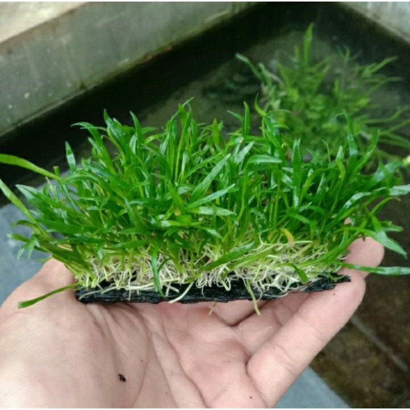 liliopsis tanaman karpet aquascape lempeng pakis
