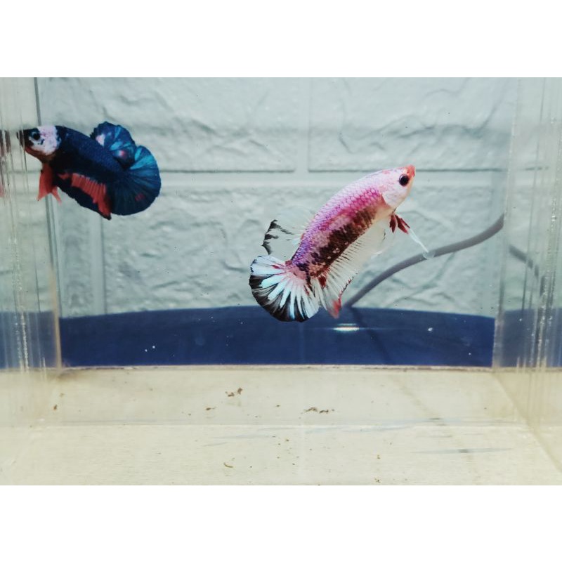 IKAN CUPANG PLAKAT FANCY HELLBOY MALE