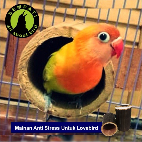 30+ Burung Lovebird Orange Pics