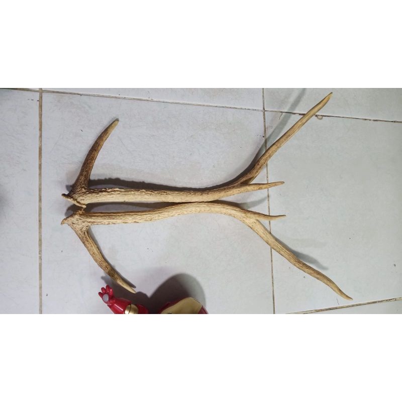 Hiasan dinding tanduk rusa asli