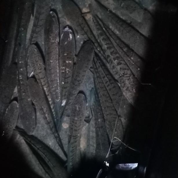 ➩ ikan gabus hidup ukuran besar ☇