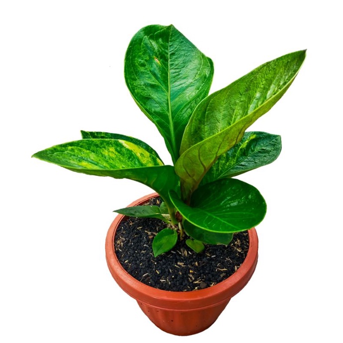 Tanaman hias anthurium jemani mangkok varigata/jemani varigata/jemani mangkok/anthurium mangkok/Jenm