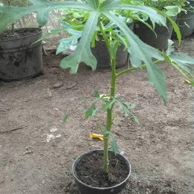 ~@@~ Bibit Tanaman Gedi Bibit Pohon Gedi Bibit Tanaman Mustajab Bibit Pohon Mustajap Kalingsir