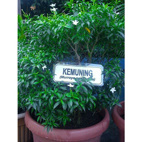 Serbuk Daun Kemuning 250 g | Murraya paniculata Powder | Simplisia Bubuk Kamuning Kumuning