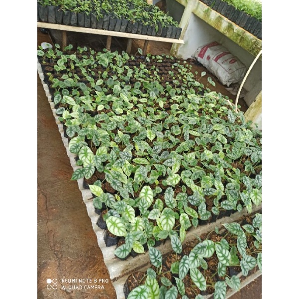 bibit Bunga anthurium