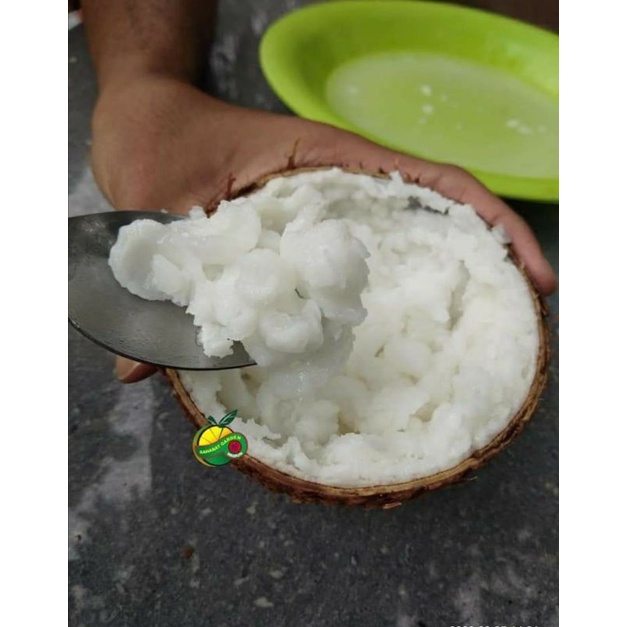 

Buah Kelapa Kopyor