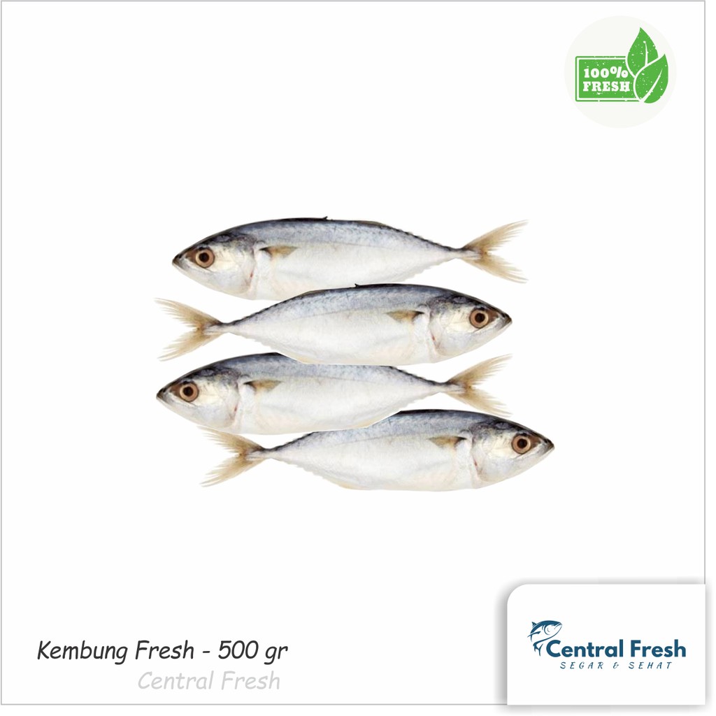 

Ikan Kembung Fresh Segar - 1000 gram