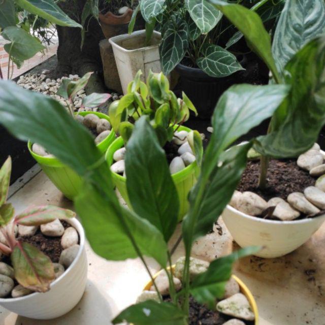 Tanaman Bunga Peace Lily Spethiphyllum Atau Sepatu Fillum