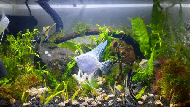 Pinset Lurus Tanaman  Aquascape  Aquarium Tweezer Straight 