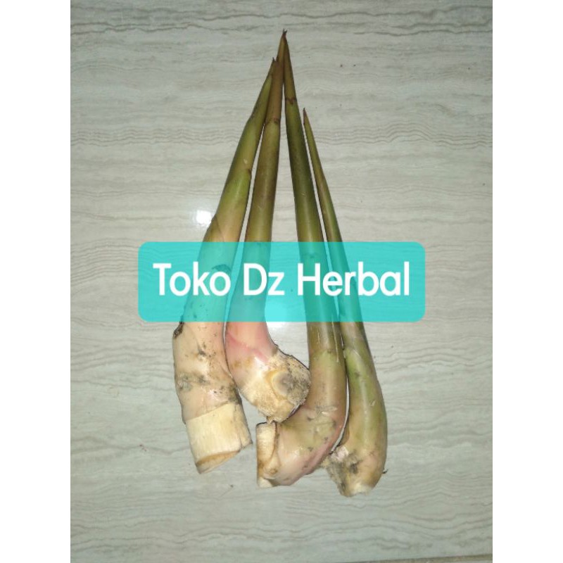

Batang kecombrang muda atau honje muda 1 kg