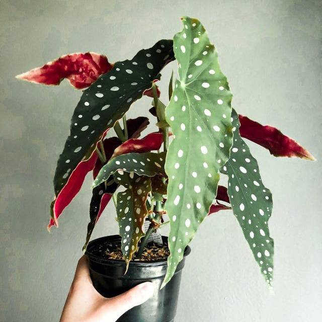tanaman hias begonia polkadot besar