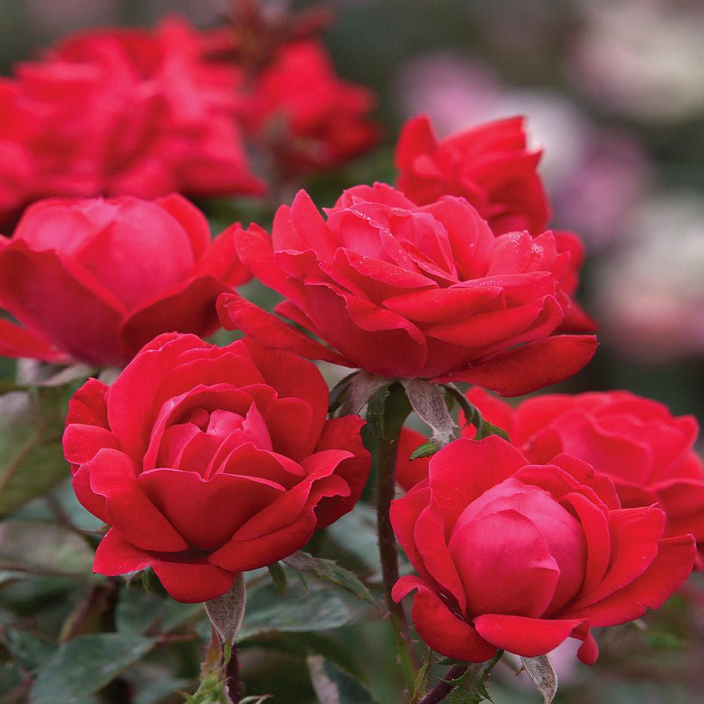 Bibit Mawar Merah - 2 Benih Bunga Mawar Red Rose F1 Import Tanaman Hias Premium Unggul Berkualitas