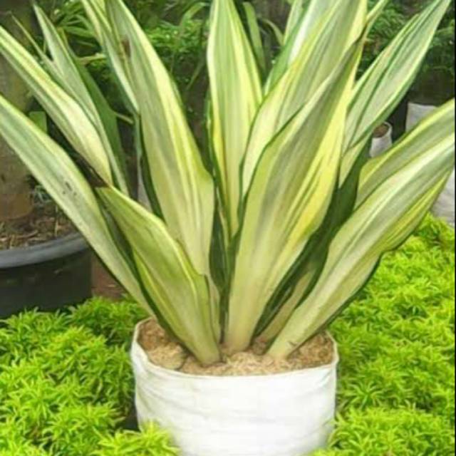 agave Varigata/Agave Gigantea (berakar) PJ 45-55 cm