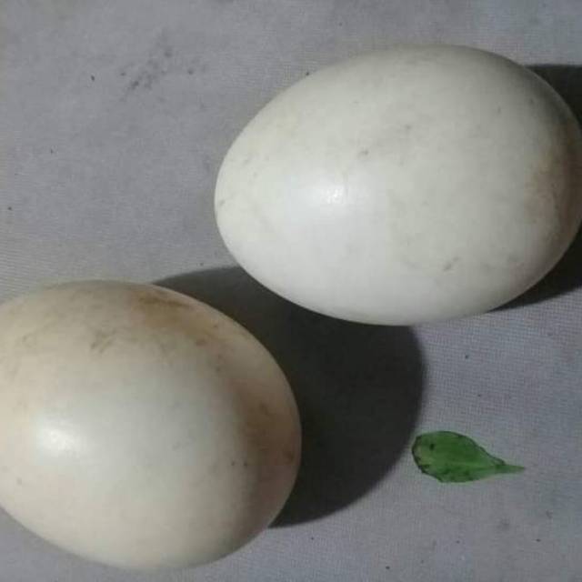 Telor Angsa soang super Tembuhuk busuk 1 biji