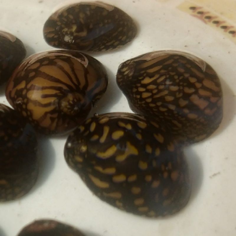 keong batik aquascape pemakan alga hiasan aquarium air tawar