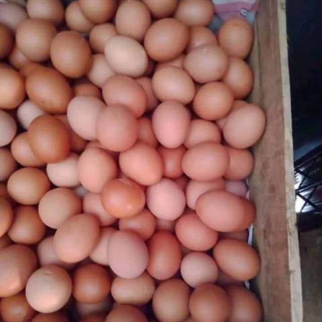 

TELOR AYAM NEGRI FRESH HARGA / KG