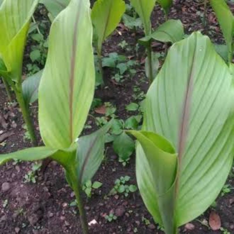 bibit tanaman langka temu ireng