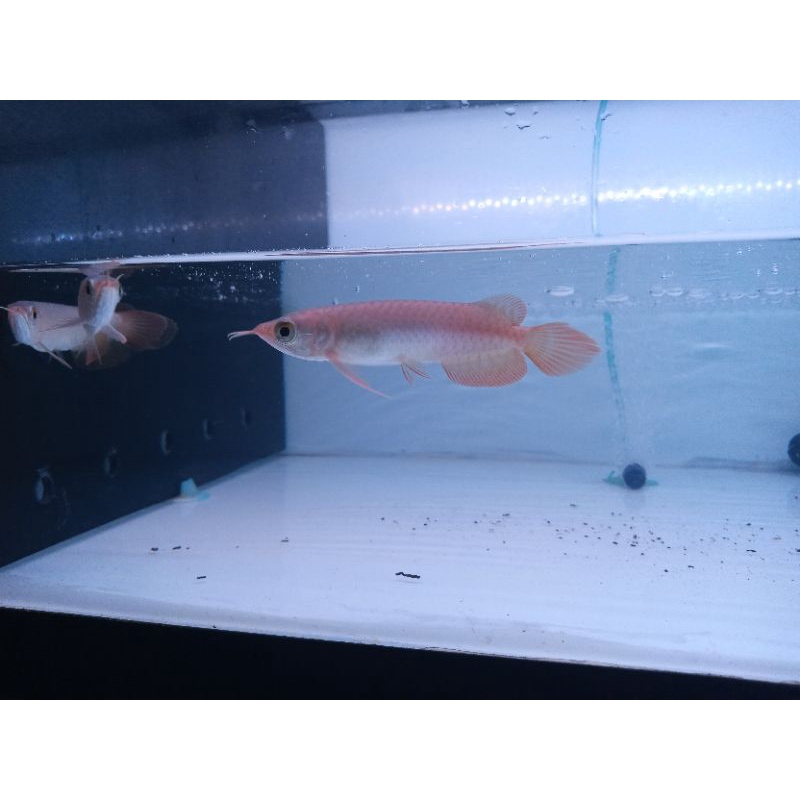 ikan arwana super red / arwana super red / arowana super red / arwana super red baby / ikan arwana