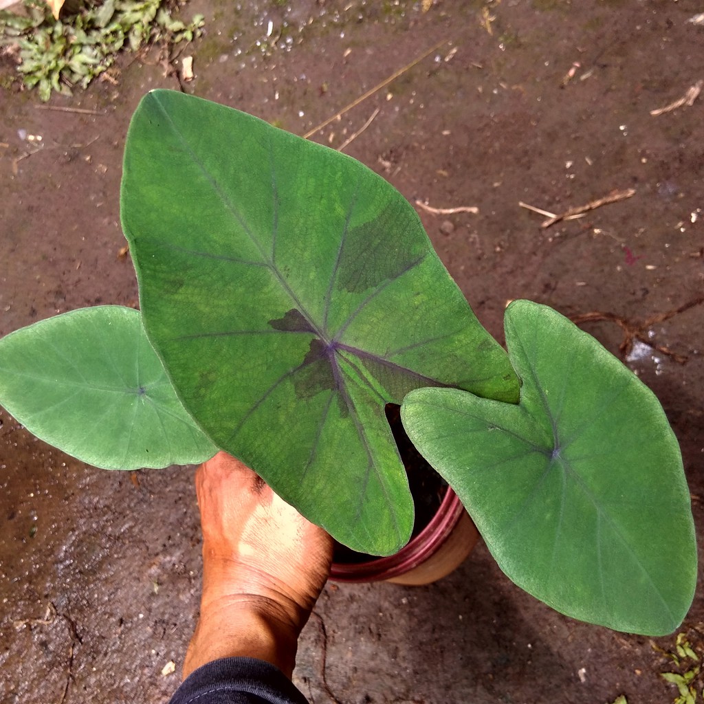 Colocasia  Esculenta Midnight / usia remaja