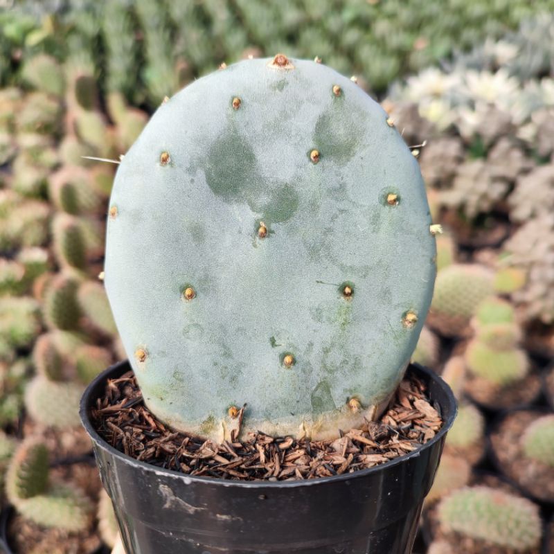 Opuntia Robusta | DP 10cm