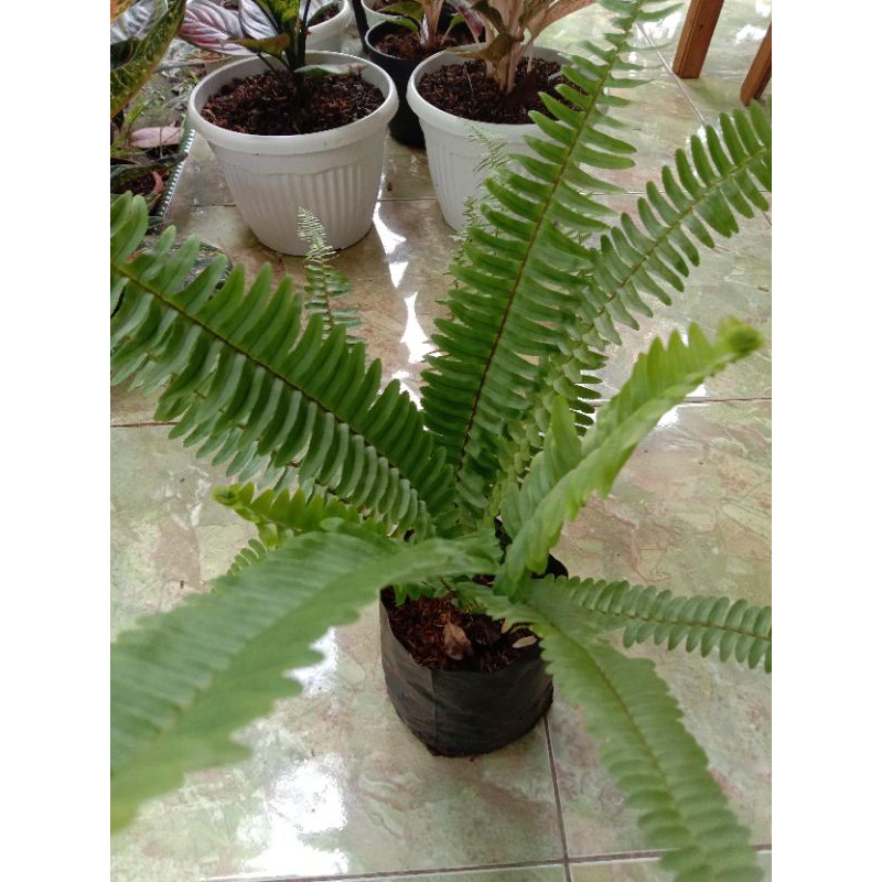 tanaman hias pakis sisir/pakis klabang