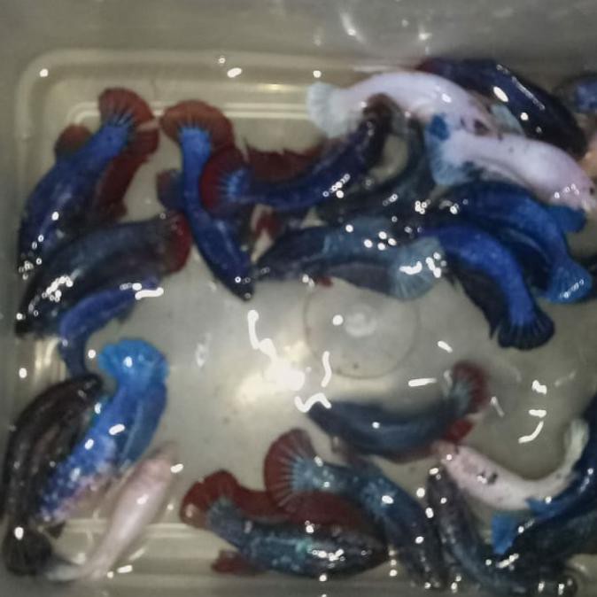 Ikan Cupang Betina Full Telur Dan Siap Pijah