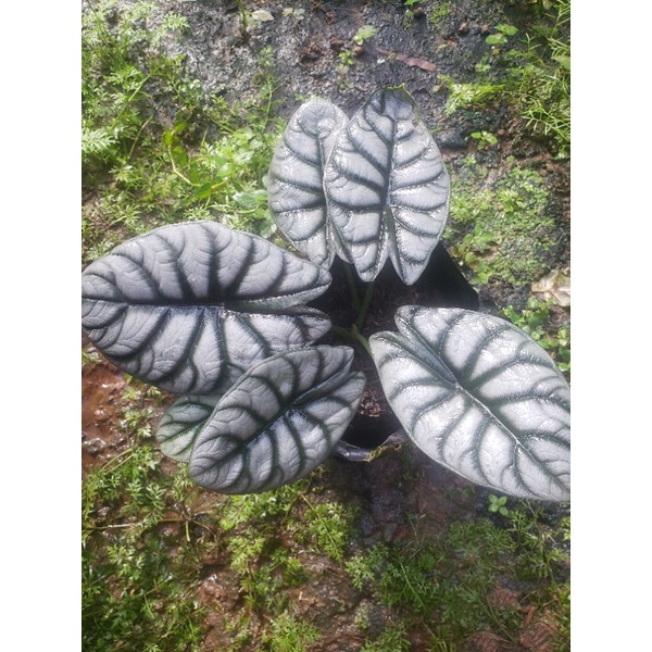 Alocasia silver dragon / keladi tengkorak