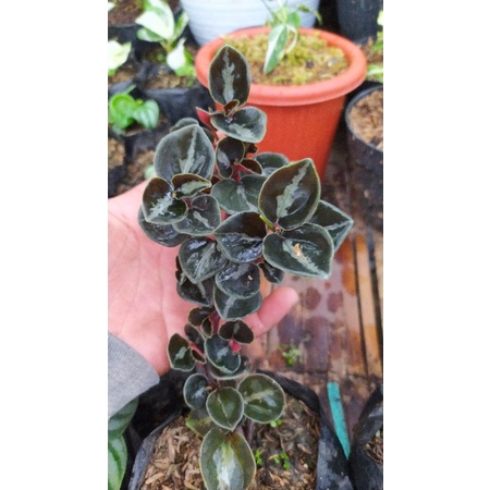 Peperomia Black Metalica | Peperomia Columbiana