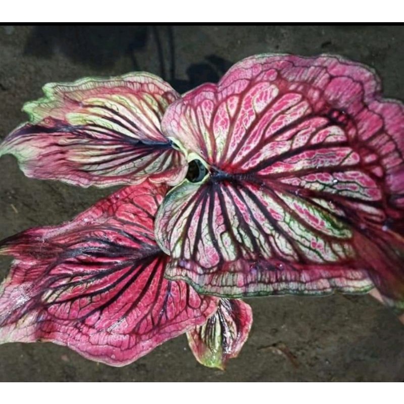 Umbi Caladium Nagasakti - keladi hias hybrid import thailand