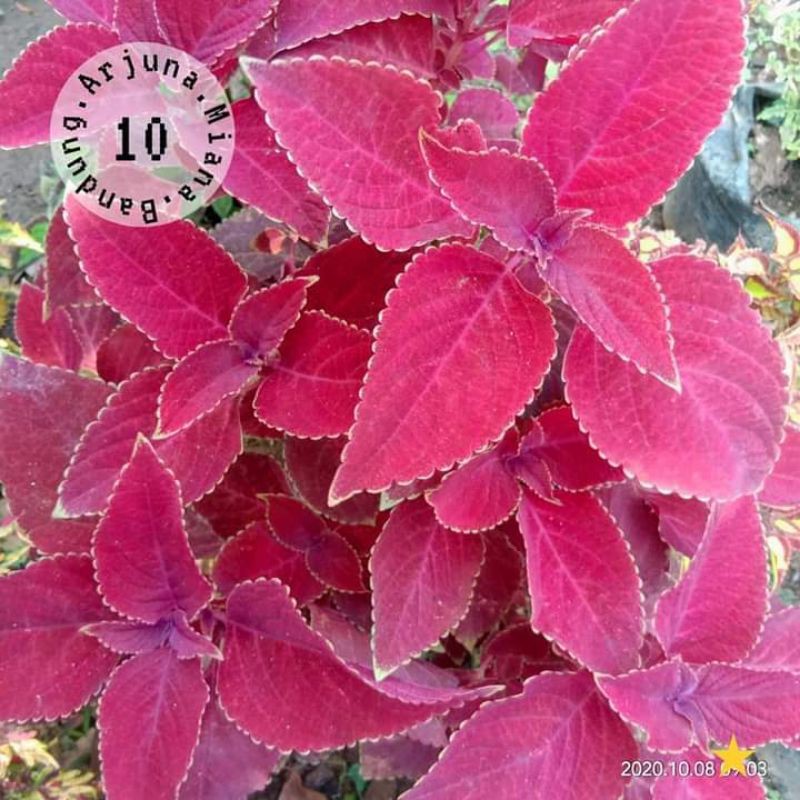 Miana kode 10 /Arjuna Miana Bandung