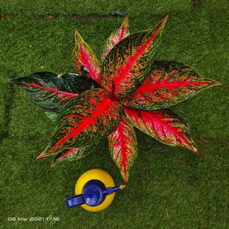 aglonema anakan Hot lady/hot flaming lady