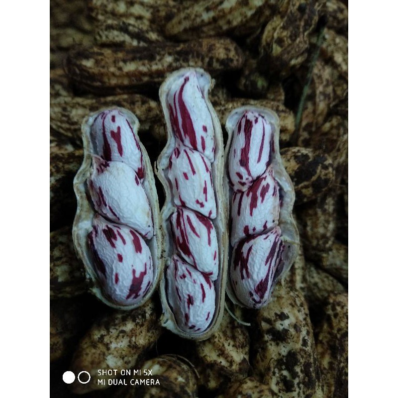 

Kacang tanah jenis Lurik