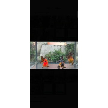 

ikan Hias Maskoki