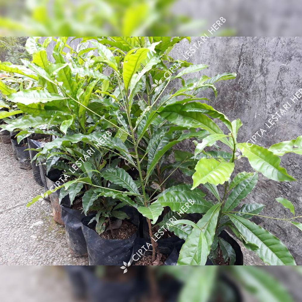 Bibit Pohon Sawo Abiu Bibit Tanaman Buah Sawo Australia Pohon Sawo Abiu