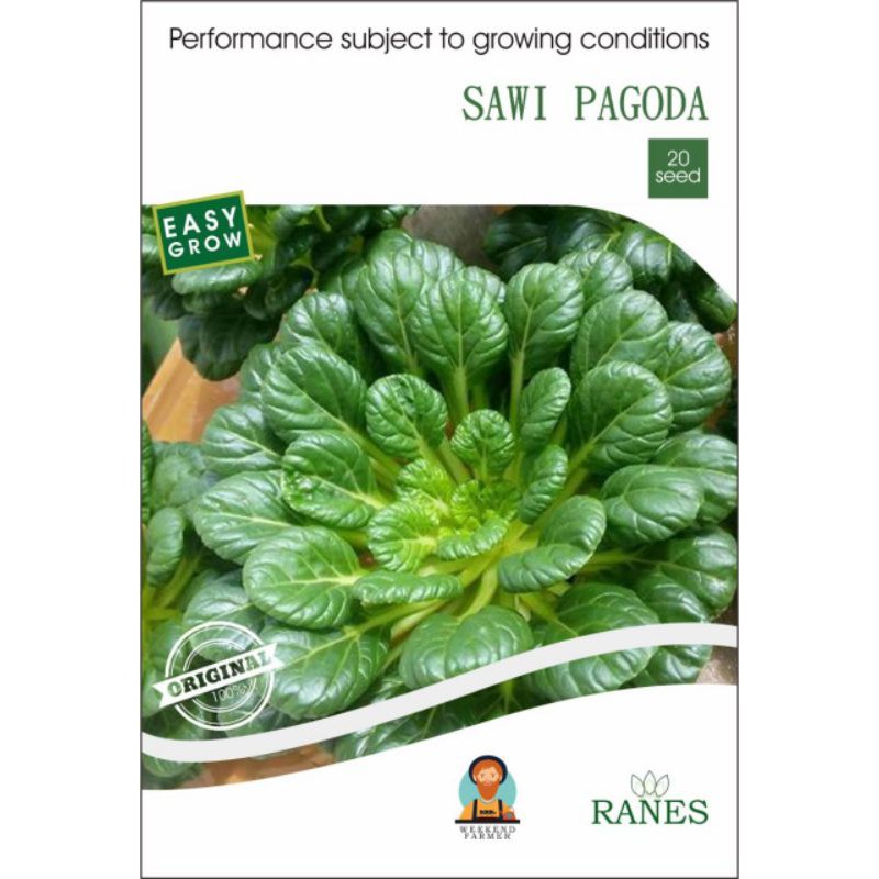 benih sawi pagoda