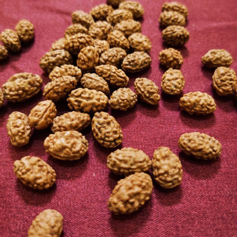 rudraksha mukhi 2 original