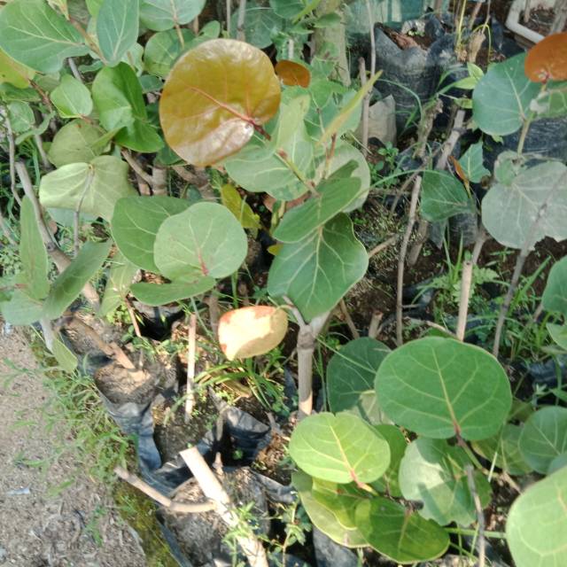 Bibit anggur laut