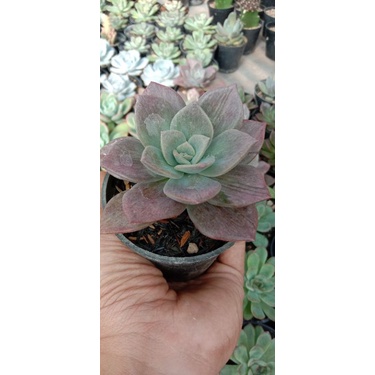 sukulen echeveria mawar