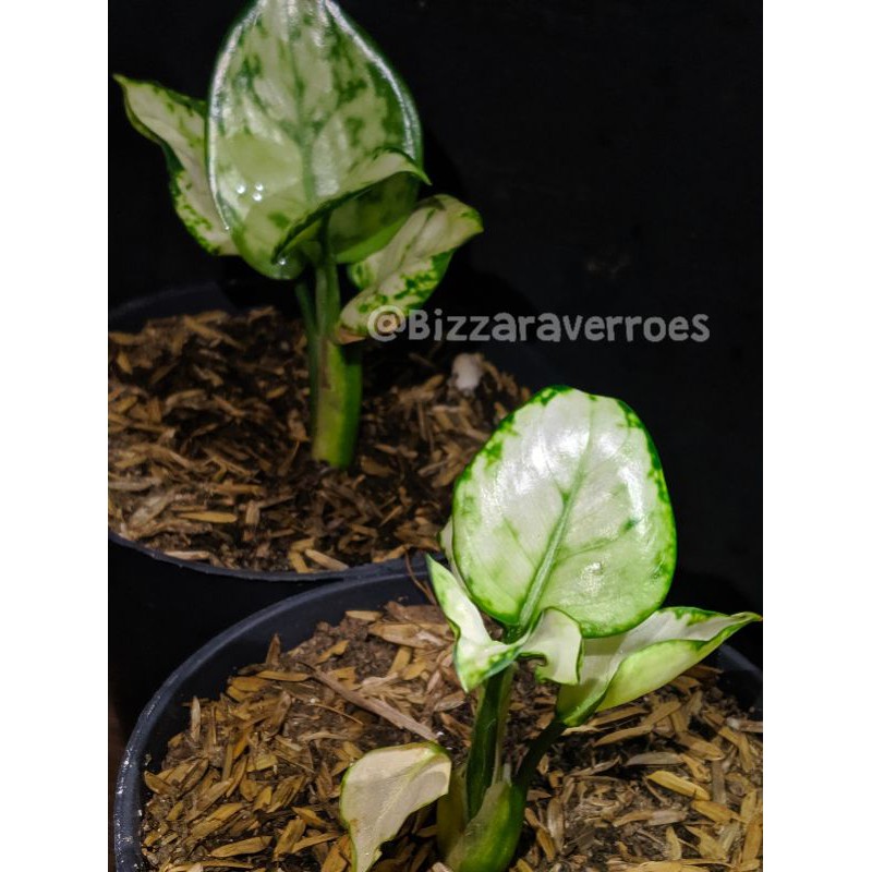 AGLONEMA SUPER WHITE MURAH (baby)